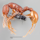 Gordon Yong, Insect Diversity Lab, National University of Singapore